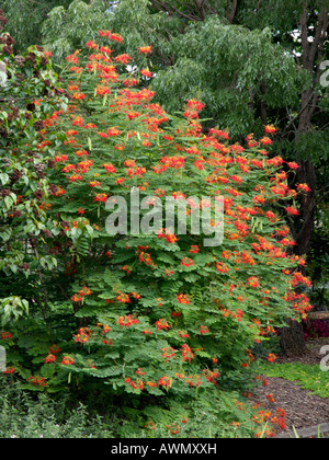 Fierté des Barbades (Caesalpinia pulcherrima) Banque D'Images