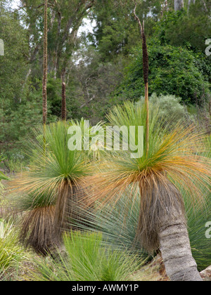 Arbre d'herbe (xanthorrhoea glauca) Banque D'Images