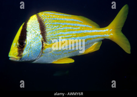 Porkfish Paragrate atlantique ou Grunt (Anisotremus virginicus), Caraïbes, Amériques Banque D'Images