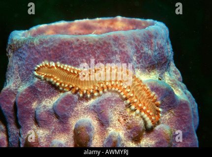 Tordeuse des canneberges barbu (Hermodice carunculata) sur une éponge (Porifera), Caraïbes, Amériques Banque D'Images