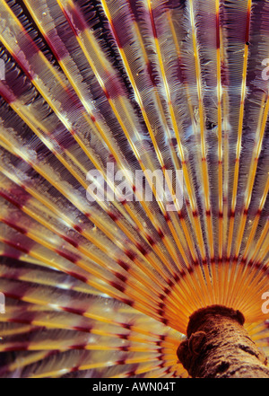 Feather Duster Worm (Sabellidae), Méditerranée, la Turquie, l'Europe Banque D'Images