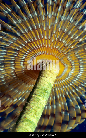 Feather Duster Worm (Sabellidae), Méditerranée, la Turquie, l'Europe Banque D'Images