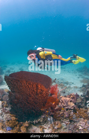 Plongeur et un canon géant Xestospongia testudinaria (éponge), Indonésie, Asie Banque D'Images