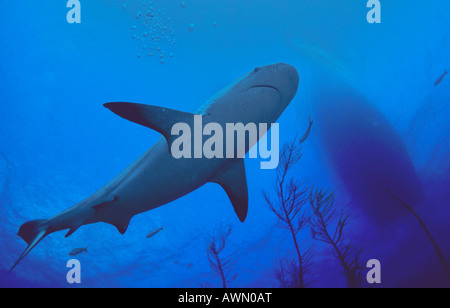 Requin de récif des Caraïbes (Carcharhinus perezi) Nager sous un voile, Caraïbes, Amériques Banque D'Images