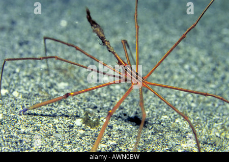 Yellowline Crabe Flèche (Stenorhynchus seticornis), Caraïbes, Amériques Banque D'Images