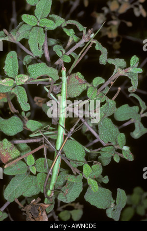 Stick d'insectes, de Bacillus rossius. L'accouplement sur la paire Banque D'Images