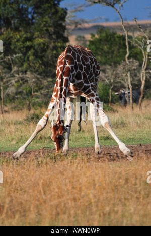 Girafe réticulée ou somaliens Girafe (Giraffa camelopardalis reticulata) eau potable, Réserve nationale de Samburu, Kenya, Afri Banque D'Images