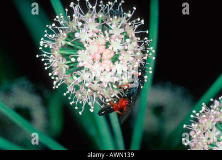 Guêpe mouche Ichneumon, Ichneumonidae. Se nourrissant de fleur Banque D'Images