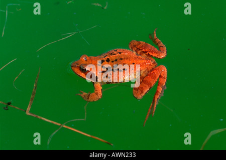 Ou l'herbe commune Grenouille, Rana temporaria. Prendre un bain de soleil sur l'étang Banque D'Images