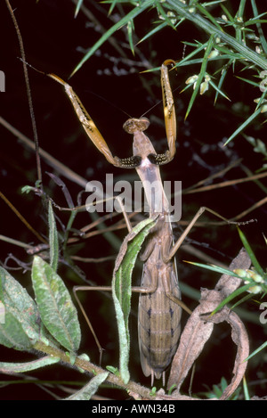 La mante religieuse, le Mantis religiosa. Affichage menaçant Banque D'Images