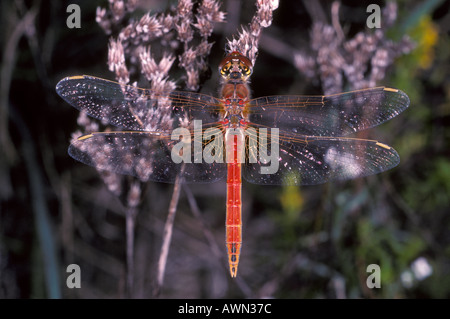 Libellule dard à veines rouges, Sympetrum fonscolombii. Mâle au repos. Vue de dessus Banque D'Images