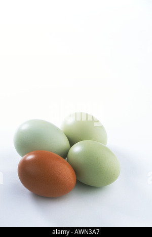S poule oeufs bleu et brun Banque D'Images