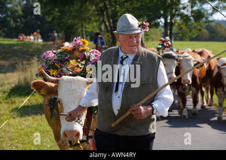 Viehabtrieb cérémonie festival [conduire sur des bovins de l'alpages dans la vallée de l'automne] dans Simmershausen, Banque D'Images