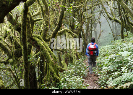 Femme de la randonnée à travers le Parc National de Garajonay, Laurel, la forêt laurisilva, La Gomera, Canary Islands, Spain Banque D'Images