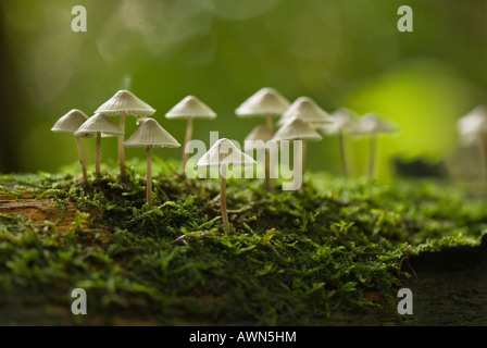 Mycena arcangeliana anges bonnet, Banque D'Images