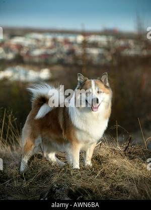 Le chien de berger d'Islande, Reykjavik Islande Banque D'Images