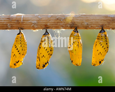 Papillon de papier de riz (idée leuconoe) cocoon Banque D'Images