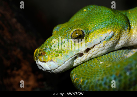 Python (Chondropython viridis Morelia viridis), également Banque D'Images
