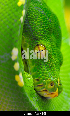 Python (Chondropython viridis) Guinée Banque D'Images