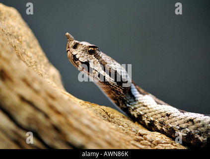 Nez mâle-vipère à cornes (Vipera ammodytes ruffoi) Le Nord de l'Italie (Haut-Adige) Banque D'Images