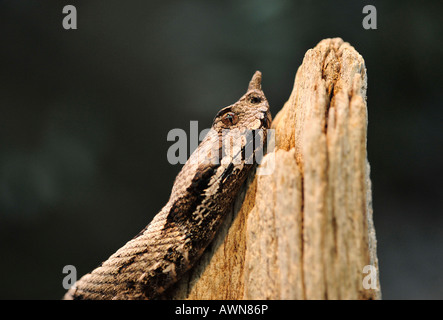 Nez mâle-vipère à cornes (Vipera ammodytes ruffoi) Le Nord de l'Italie (Haut-Adige) Banque D'Images