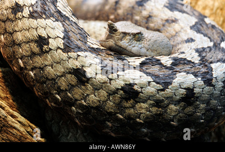 Nez mâle-vipère à cornes (Vipera ammodytes ruffoi) Le Nord de l'Italie (Haut-Adige) Banque D'Images