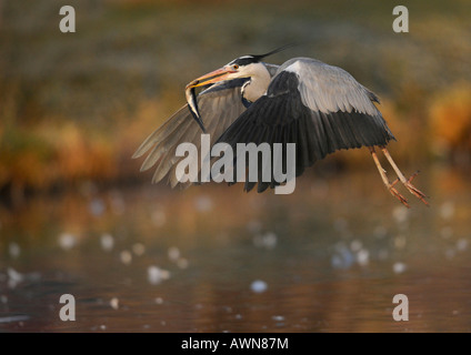 Héron cendré (Ardea cinerea) Banque D'Images