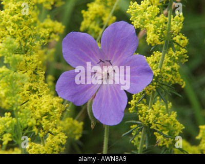 Royaume-uni Grande-bretagne Wild Flower Meadow Cransbill La famille des Géraniacées Géranium Banque D'Images