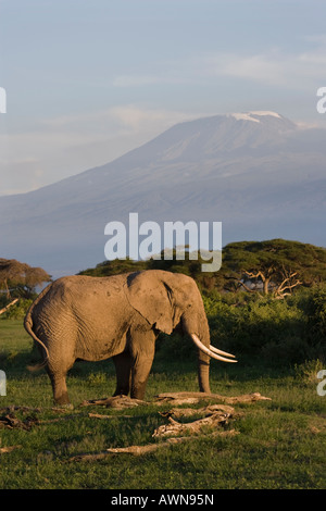 Coucher de soleil africain classique et douce de la lumière sur l'éléphant d'itinérance en face du Mont Kilimandjaro, Tanzanie, Afrique du Sud Banque D'Images