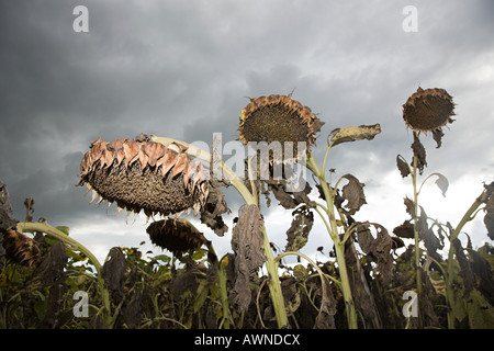 Dans un champ de tournesols séchés Banque D'Images