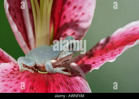 Litoria caerulea Rainette blancs sur lily Vue de côté l'Australie Guinée Banque D'Images