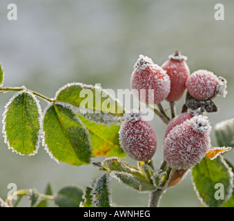 Givre sur églantier Banque D'Images