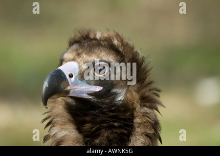 Un gros plan d'un noir d'Eurasie, ou, Cinereous Vulture (Platycnemis Monachus) Banque D'Images