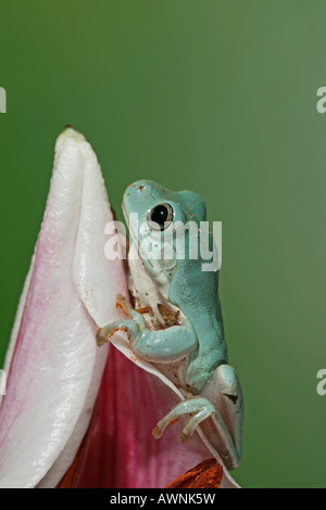 Litoria caerulea Rainette blancs sur lily Vue de côté l'Australie Banque D'Images