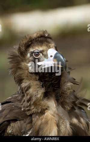 Un gros plan d'un noir d'Eurasie, ou, Cinereous Vulture (Platycnemis Monachus) Banque D'Images