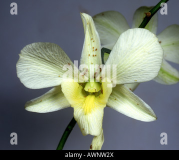 Pucerons sur une orchidée Dendrobium sp fleur blanche Banque D'Images