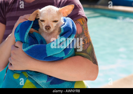 Petit chien d'être séché dans une serviette Banque D'Images