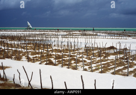 À la ferme d'algues sur l'île de Zanzibar Jambiani, Tanzanie Banque D'Images