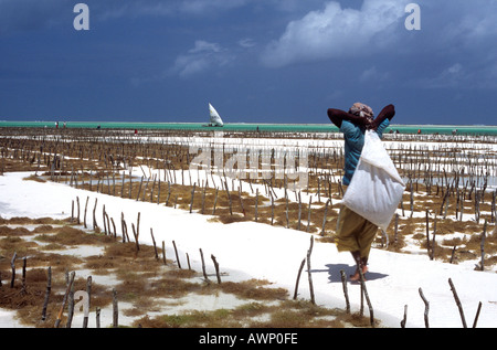 Femme de la région de la récolte des algues à Jambiani, sur la côte est de l'île de Zanzibar, Tanzanie Banque D'Images