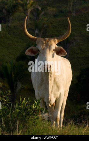 Portrait d'un zébu (Bos primigenius indicus), Costa Rica, Amérique Centrale Banque D'Images