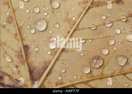 Les gouttelettes d'eau sur une feuille d'érable, automne, North Tirol, Autriche, Europe Banque D'Images