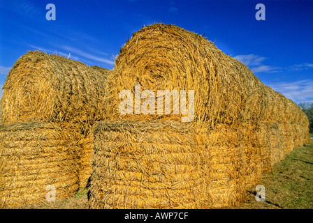 Hay Bales stacked pour stockage Banque D'Images
