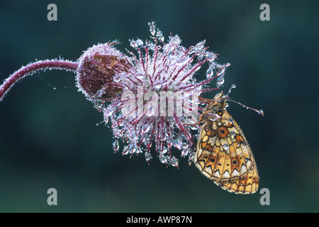 Petite perle-bordé Fritillary butterfly (Boloria selene) perché sur la fleur flétrie d'une Benoîte de l'eau (Geum rivale) couvrir Banque D'Images