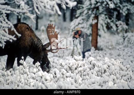 Bull Moose et Bob photographe McGouey Banque D'Images