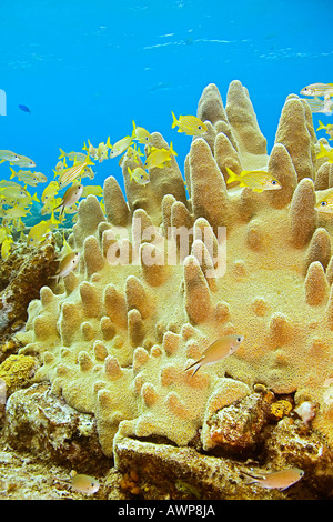 Des grognements, des Français de scolarisation Johnrandallia Flavolineatum, et l'achigan à petite bouche, des grognements, Johnrandallia chrysargyreum, pilier de corail, Bahamas Banque D'Images