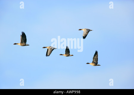 Groupe d'Oies rieuses (Anser albifrons), avec le ciel bleu Norfolk Banque D'Images