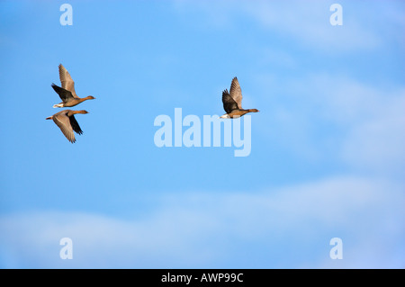 Oies rieuses (Anser albifrons) voler contre ciel bleu Norfolk Banque D'Images