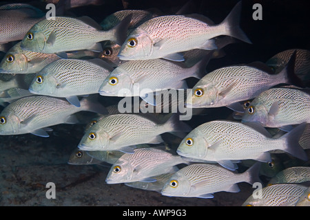 Les marins des grognements, des choix de scolarisation Johnrandallia Parra, sur l'épave du sucre, Grand Bahama, Bahamas, Océan Atlantique Banque D'Images