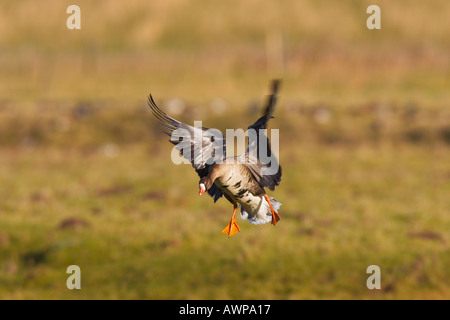 L'Oie rieuse Anser albifrons White landing in meadow Norfolk Banque D'Images