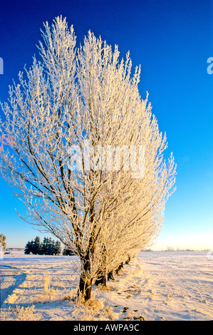 Une ligne d'arbres givrés aspen ligne Banque D'Images